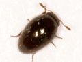Olibrus pygmaeus